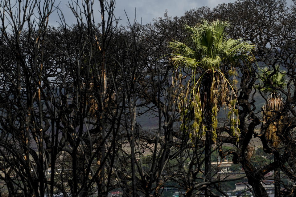 A tree shows new growth amid other burned trees in a residential area, Thursday, Dec. 7, 2023, in Lahaina, Hawaii. Recovery efforts continue after the August wildfire that swept through the Lahaina community on Hawaiian island of Maui, the deadliest U.S. wildfire in more than a century. (AP Photo/Lindsey Wasson)