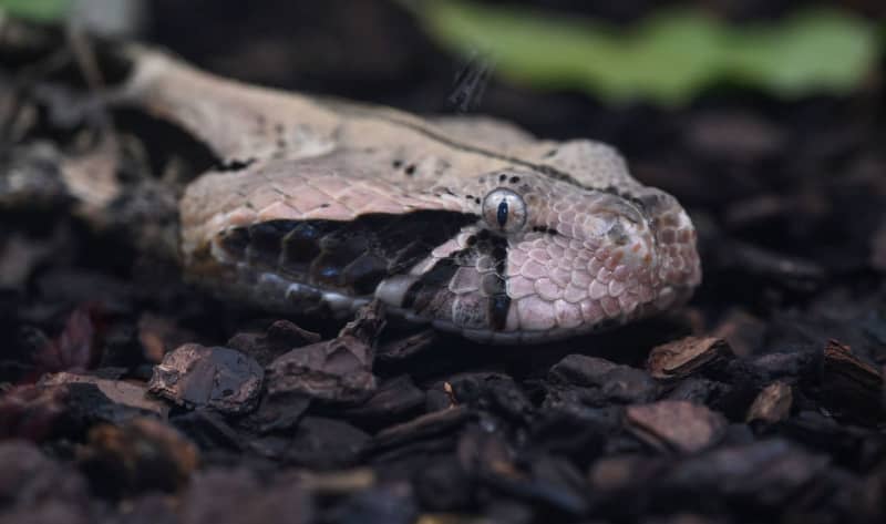 Jararaca lance snakes - a widespread and highly venomous viper species in south-eastern Brazil, are a problem in Brazil. Here, a Gabon viper (Bitis gabonica). Bernd Weißbrod/dpa