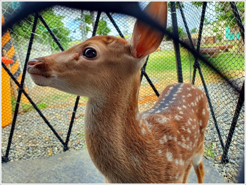 小琉球｜鹿粼梅花鹿園區