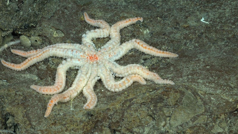 A Coronaster starfish found during dive 664. - Image: <a class="link " href="https://schmidtocean.photoshelter.com/galleries/C0000HRWFfu1r_rE/G0000rTHPxnoGl64/I00005cy20TyJtsQ/A-Coronaster-starfish-documented-on-the-southwestern-flank-Rapa-Nui" rel="nofollow noopener" target="_blank" data-ylk="slk:ROV SuBastian/Schmidt Ocean Institute under CC BY-NC-SA;elm:context_link;itc:0;sec:content-canvas">ROV SuBastian/Schmidt Ocean Institute under CC BY-NC-SA</a>