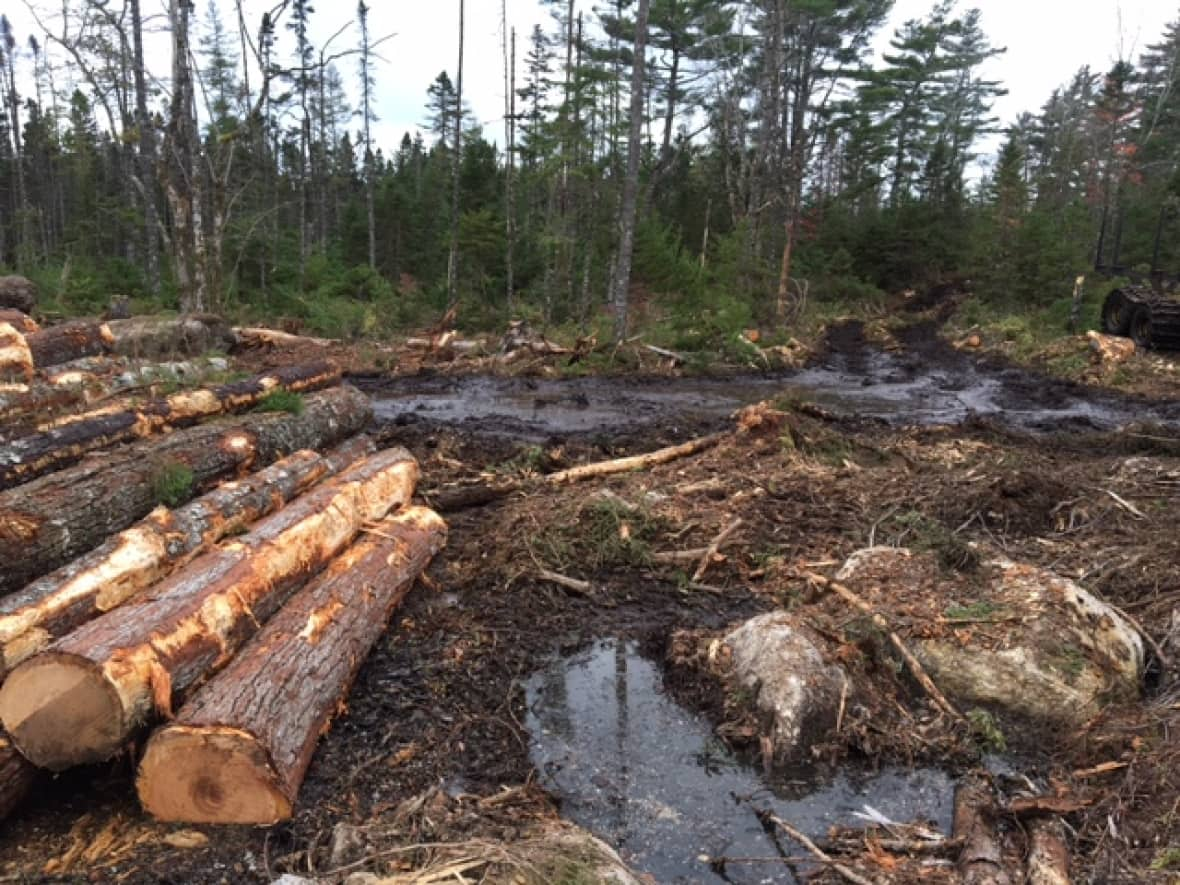 The site of a clear cut in Digby County this fall. The area was blockaded last by protesters trying to prevent logging. (Nina Newington - image credit)