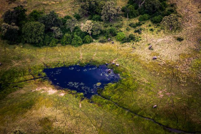 <p>Crookes&Jackson</p> Elephants in the Okavango, as seen on the flight to Xaranna.