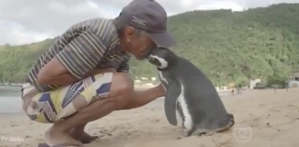 Penguin travels 5,000 miles a year to see man that saved his life