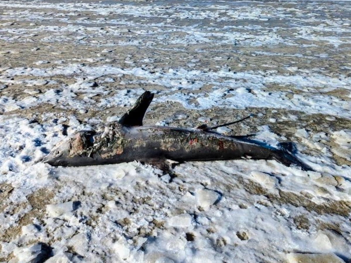 A frozen shark washed up on a beach in Massachusetts on 4 February (Jam Press/@capeimagesbyamie/LOCA)