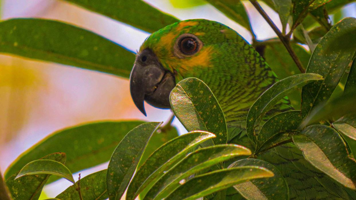 <p>Getty Images/Gabriel Fontes</p> Shade helps keep pet birds cool in the summer.