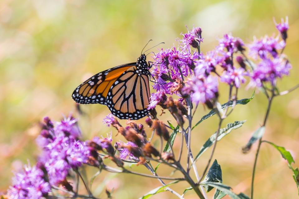 Light purple Ironweed (Vernonia gigantea) with a Monarch butterfly. 