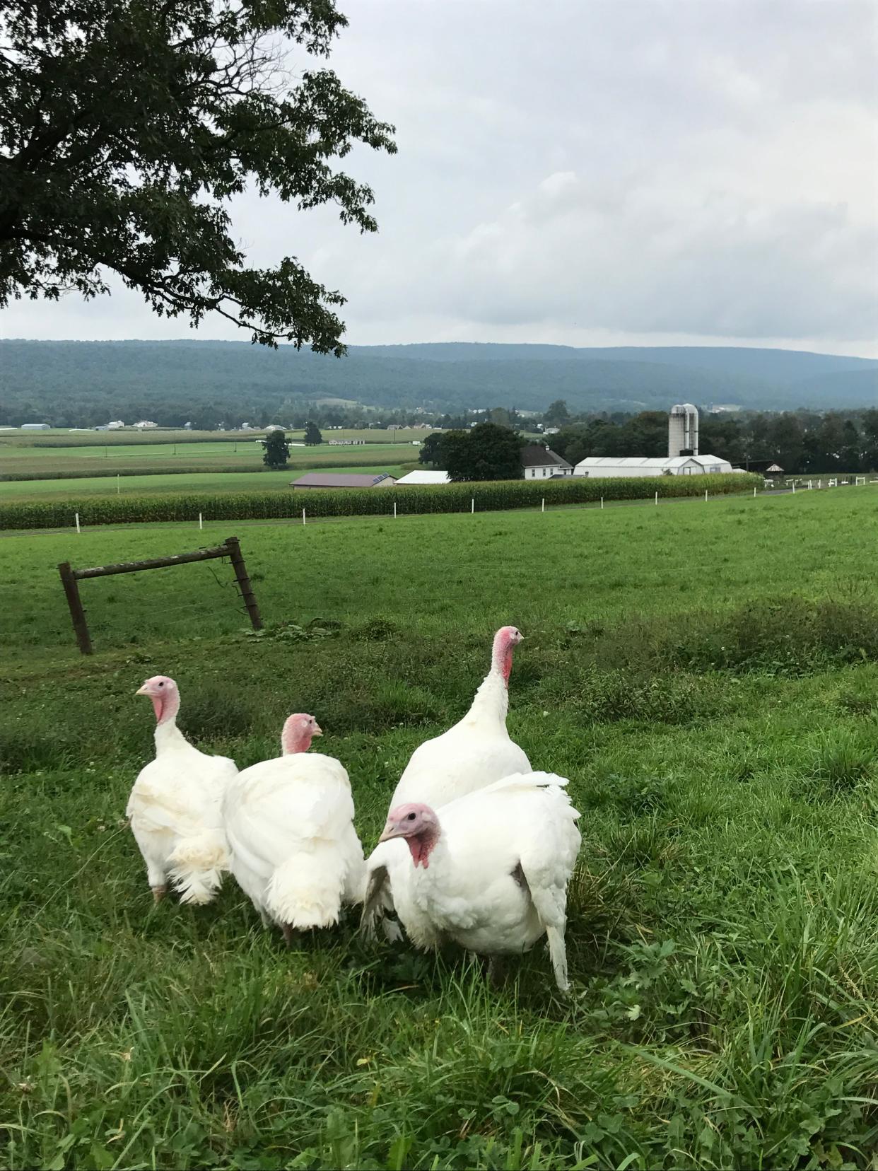 Fresh turkeys are available at local farms in North Jersey