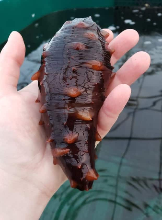 It doesn't looks like much, but Emaline Montgomery, a research associate at North Island College, says sea cucumbers like this one could be aquaculture superheroes. She's studying how the industry can introduce sea cucumbers to help clean up around shellfish, oyster and salmon farms. (Emaline Montgomery - image credit)