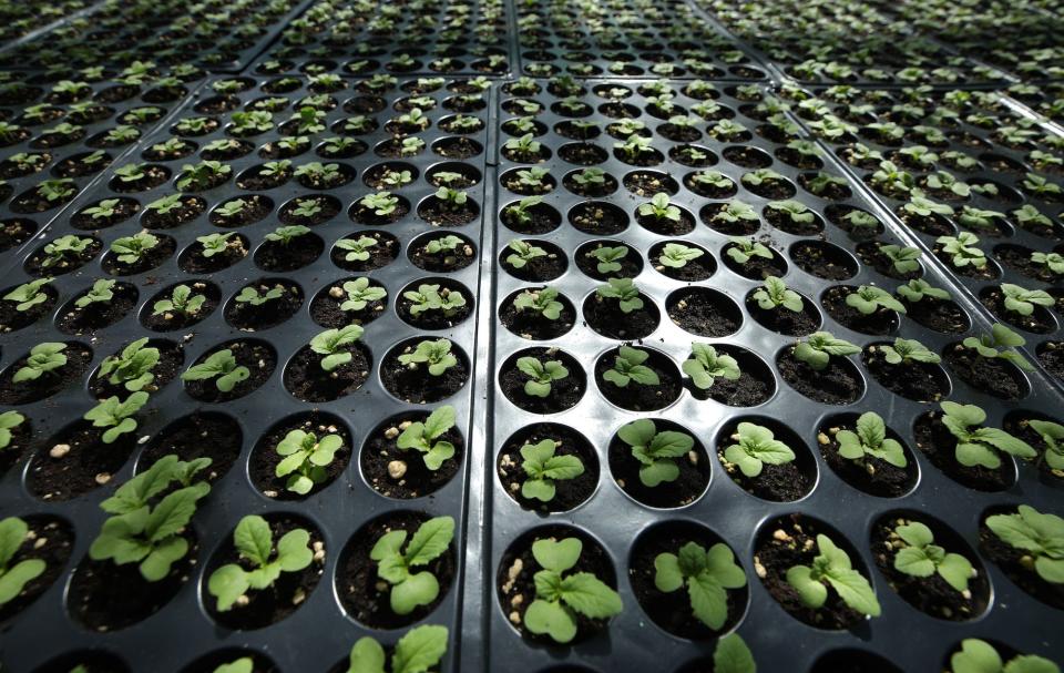 Cabbage seedlings are grown in the Taiwan- funded Fatoaga Fiafia Garden on November 27, 2019 in Funafuti, Tuvalu.