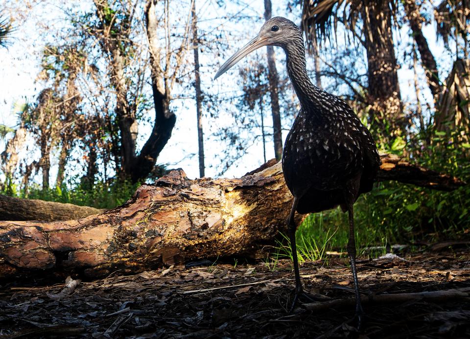 A limpkin strolls past a camera trap set up by News-Press photographer Andrew West in Corkscrew Regional Ecosystem Watershed on Saturday, Nov. 4, 2023. The birds can be seen in fresh water swamps and marshes in Florida. Its diet consists of mostly apple snails including the large exotic apple snails that inhabit Florida. They have piercing wail that is often heard at dawn or dusk.