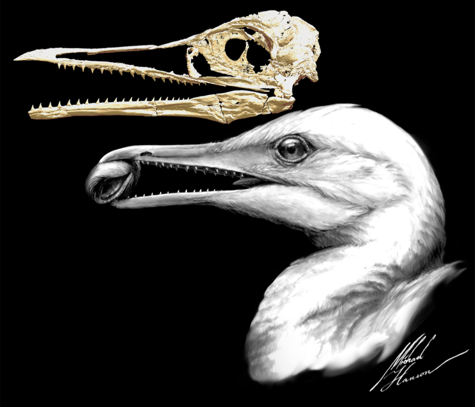<em>Ichthyornis dispar</em> was a primitive seabird with teeth that lived during the late Cretaceous Period – from 100 million to 66 million years ago – in North America. Courtesy of Michael Hanson and Bhart-Anjan S. Bhullar.