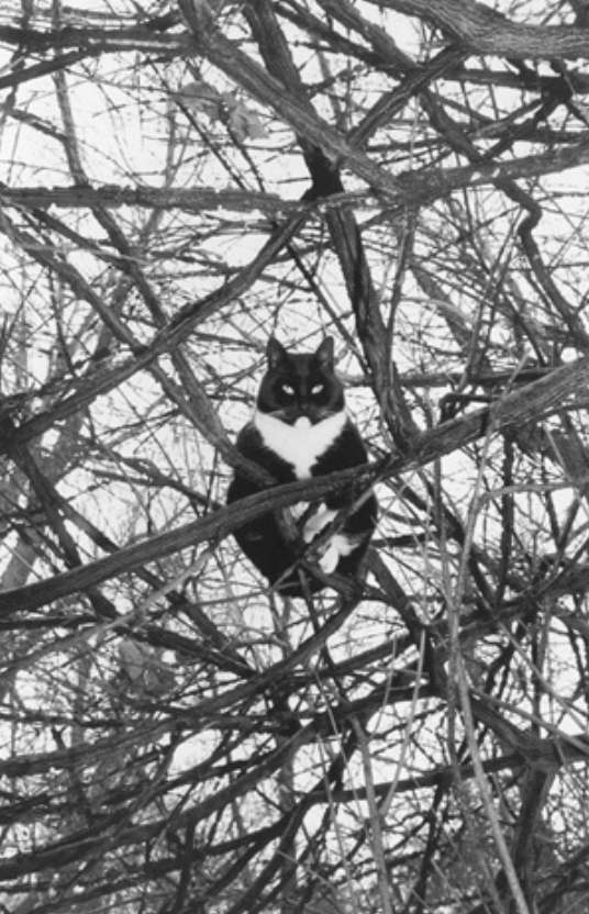 A cat in a tree