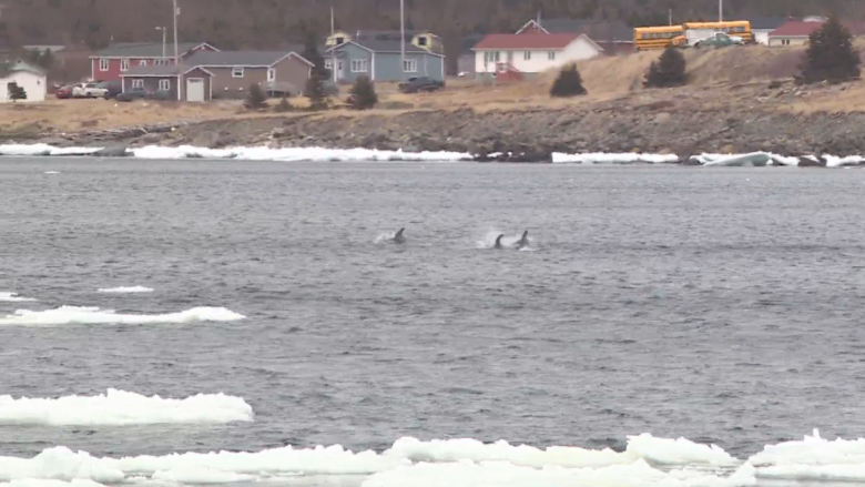 'Mission accomplished': Trapped dolphins in Heart's Delight rescued with community effort