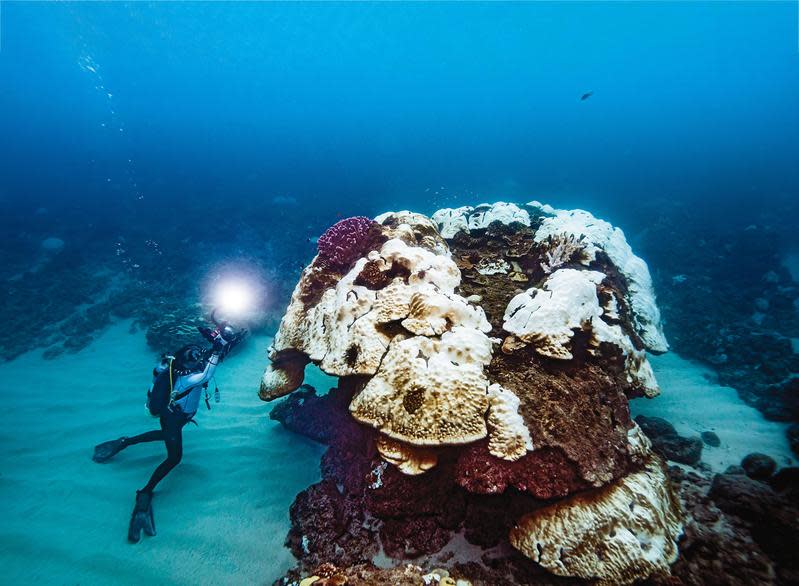 珊瑚白化、死亡後，生物會因失去棲地而移動，漁業資源與觀光產業會受嚴重衝擊。以大堡礁為例，光2017年白化事件，就損失超過澳幣10億元。（綠色和平提供）