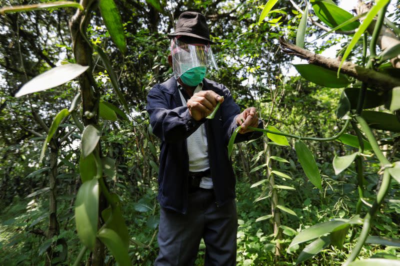 Iton Rifa'i, a 74-year-old vanilla farmer, wearing a face shield and protective mask while treating his vanilla vines at Kebon Kakek farm in Serang