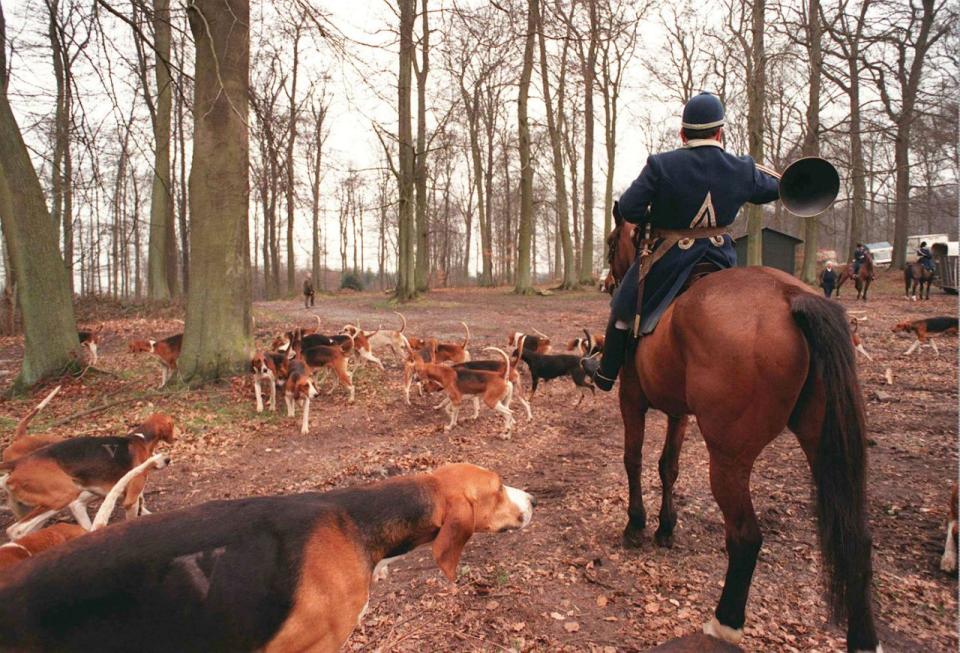 Dogs in a forest with a man on horseback.