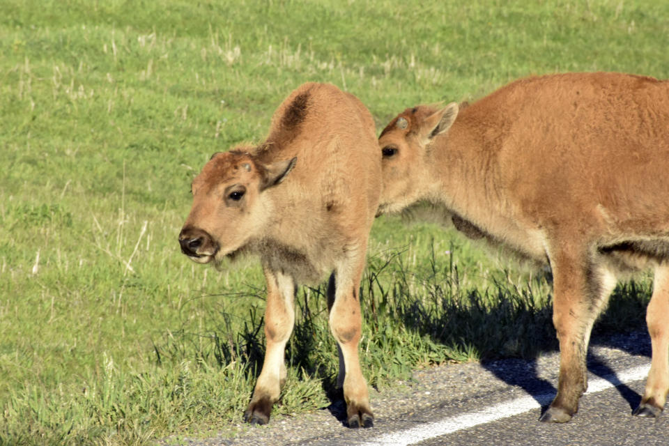 Two buffalo calves are seen at the edge of a road in Yellowstone National Park, Thursday, June 13, 2024, near Mammoth Hot Springs, Wyo. A rare white buffalo calf was seen in the park earlier this month. (AP Photo/Matthew Brown)