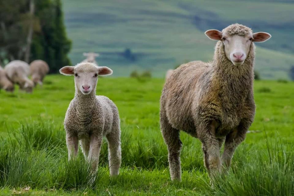 La carne de cordero, procedente de animales de entre un mes y un año de edad.