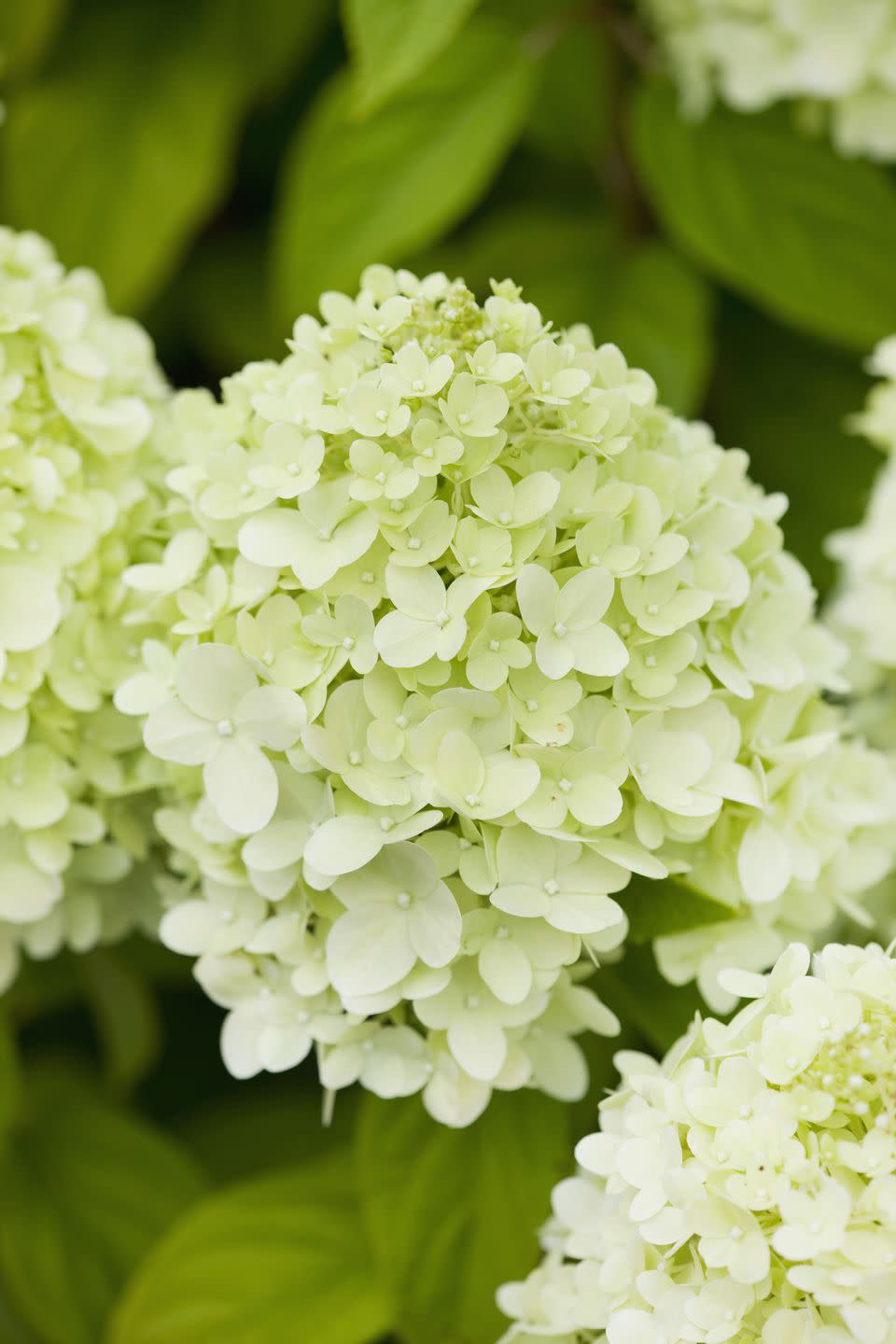 CLOSE UP OF HYDRANGEA PANICULATA 'LIMELIGHT'