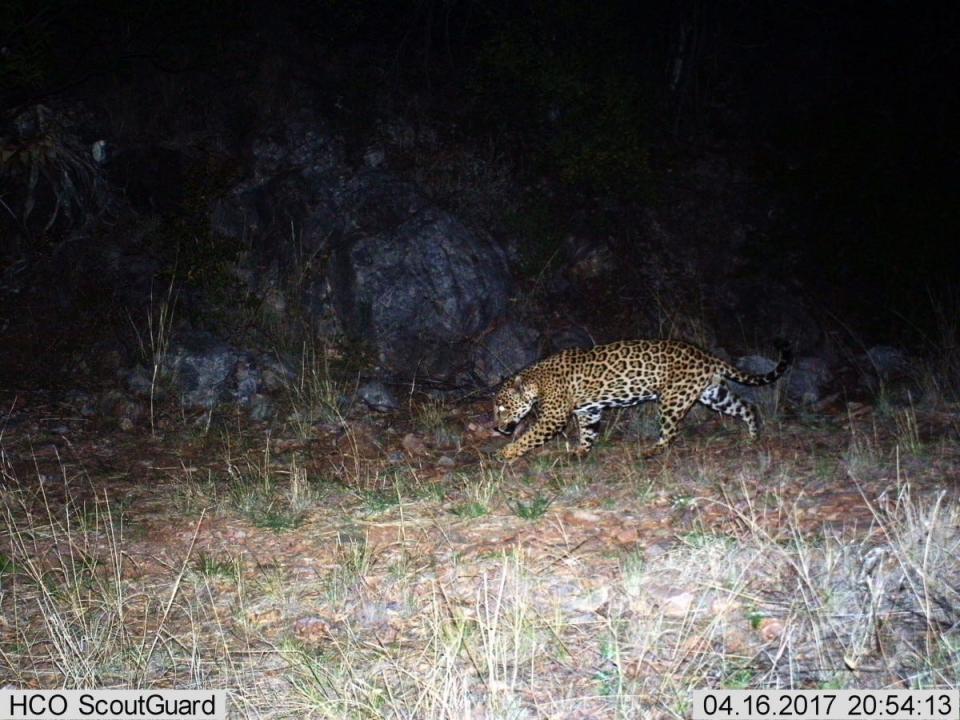 A male jaguar is traverses the Chiricahua Mountains in Arizona on April 16, 2017.