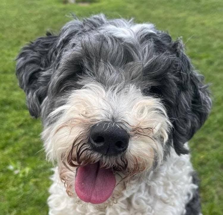 The Taunton Animal Shelter Pet of the Week is Chip, a male Schnoodle who is about 8 years old.