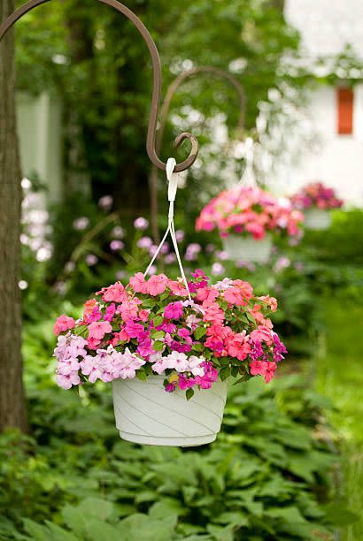 three baskets of impatiens hanging in a backyard garden, surrounded by green hostas