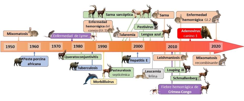 Enfermedades emergentes en mamíferos ibéricos. Ignacio García Bocanegra, Author provided