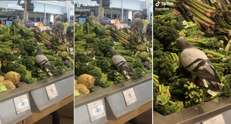 A bird seen in a TikTok video, pecking at broccolini at Northcote Plaza Coles in Melbourne.