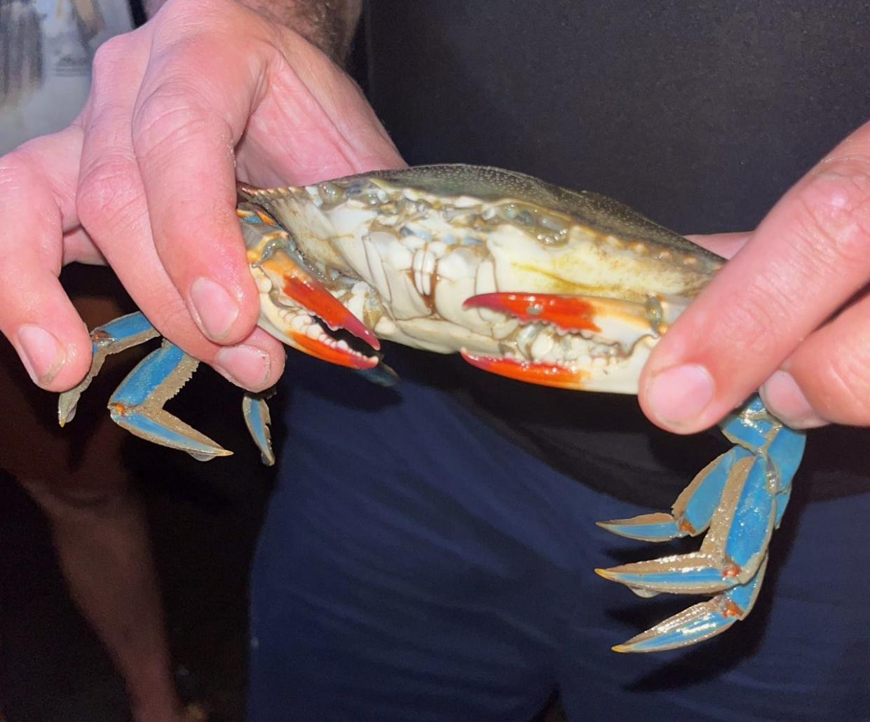 The claws of a common blue crab sport patriotic colors of red, white and blue. [Photo courtesy Laura Kojima]