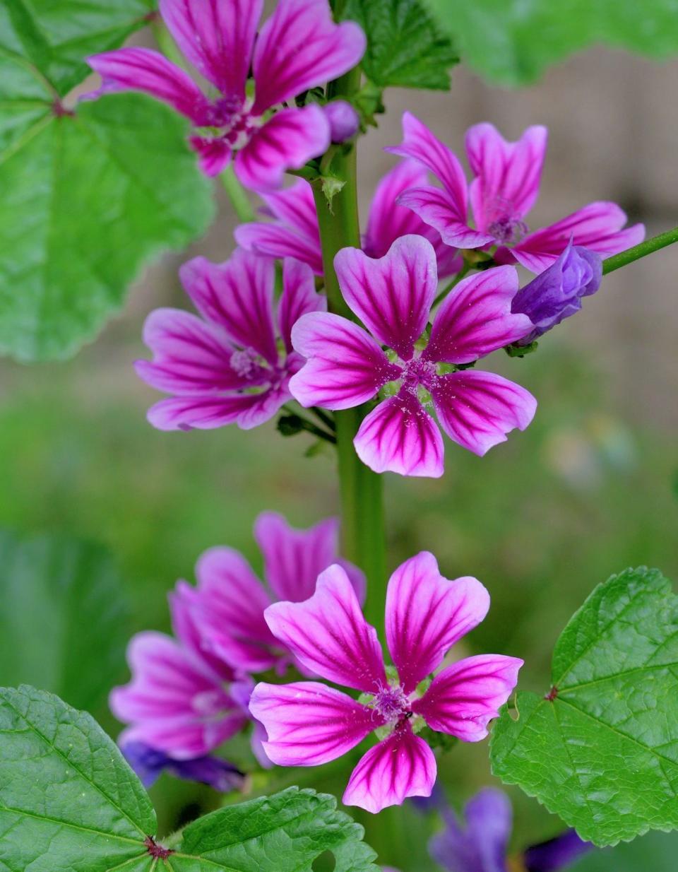 La mauve en cuisine