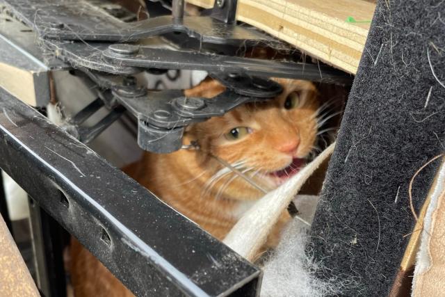 Kittens and the Litter Box - Colorado Animal Rescue