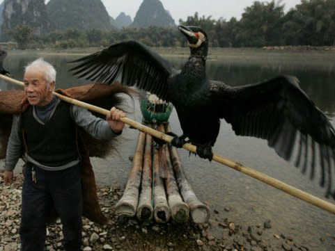 An Unusual 1,300-Year Old Chinese Fishing Method Using Birds Is