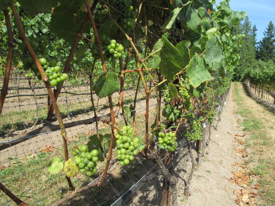 This Sept. 15, 2012 photo taken in a vineyard near Clinton, Wash., shows wine grapes maturing after their leaf canopy was stripped and netted, the latter to prevent the fruit from being eaten by birds. Grapevines should be pruned back each year during their dormant period, usually in February through March. (Dean Fosdick via AP)