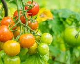 <p> &apos;Tomatoes are ideal for smaller gardens or even balconies, as they don&#x2019;t require much space to grow,&apos; says GardenBuildingsDirect.co.uk. &apos;Tomato plants take 12 weeks to grow until they&apos;re ready for harvest, and the plants can produce fresh tomatoes for up to six years! </p> <p> &apos;Sow seeds in small pots filled with seed compost, then cover each pot with a clear plastic bag and place on a bright windowsill. When the flowers of the first truss are beginning to open, transfer to 9&#x2013;inch pots or growing bags, or plant outside in a warm sunny spot [18&#x2013;24in (45&#x2013;60cm) apart.&apos; </p> <p> Remember that there are two types of tomato: cordon and bush. The former grow tall and need stakes, whilst the latter are shorter so won&apos;t need supports. You won&apos;t need to remove the sideshoots either on bush varieties, which means they are easier to grow &#x2013; perfect if you&apos;re on the lookout for low maintenance garden ideas. </p>