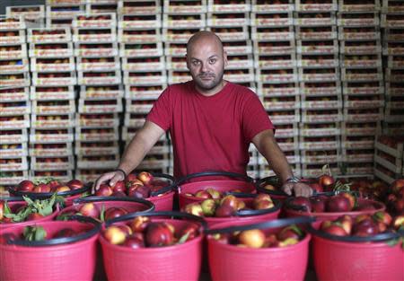 Local Libera leader Ciro Corona, 32, poses near cases of peach in Chiaiano next to Scampia, district of northern Naples, August 21, 2013. Scampia is one of the biggest victims of a century of neglect in southern Italy, which saw a 47 percent decline in industrial investment between 2008 and 2012 alone. A few kms (miles) away, Corona's group Libera trains Scampia youths and young offenders as agricultural workers in a 15 hectare (34 acre) peach orchard and wine estate confiscated from a Camorra clan with links to Sicily's Cosa Nostra. It is part of a nationwide campaign to use confiscated gang assets to persuade youths from sink estates like Scampia that there is an alternative to drugs and working for the mob. Picture taken August 21, 2013. REUTERS/Alessandro Bianchi