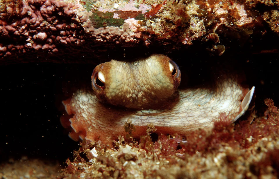 File: The octopus can change the texture of it's skin to blend in.