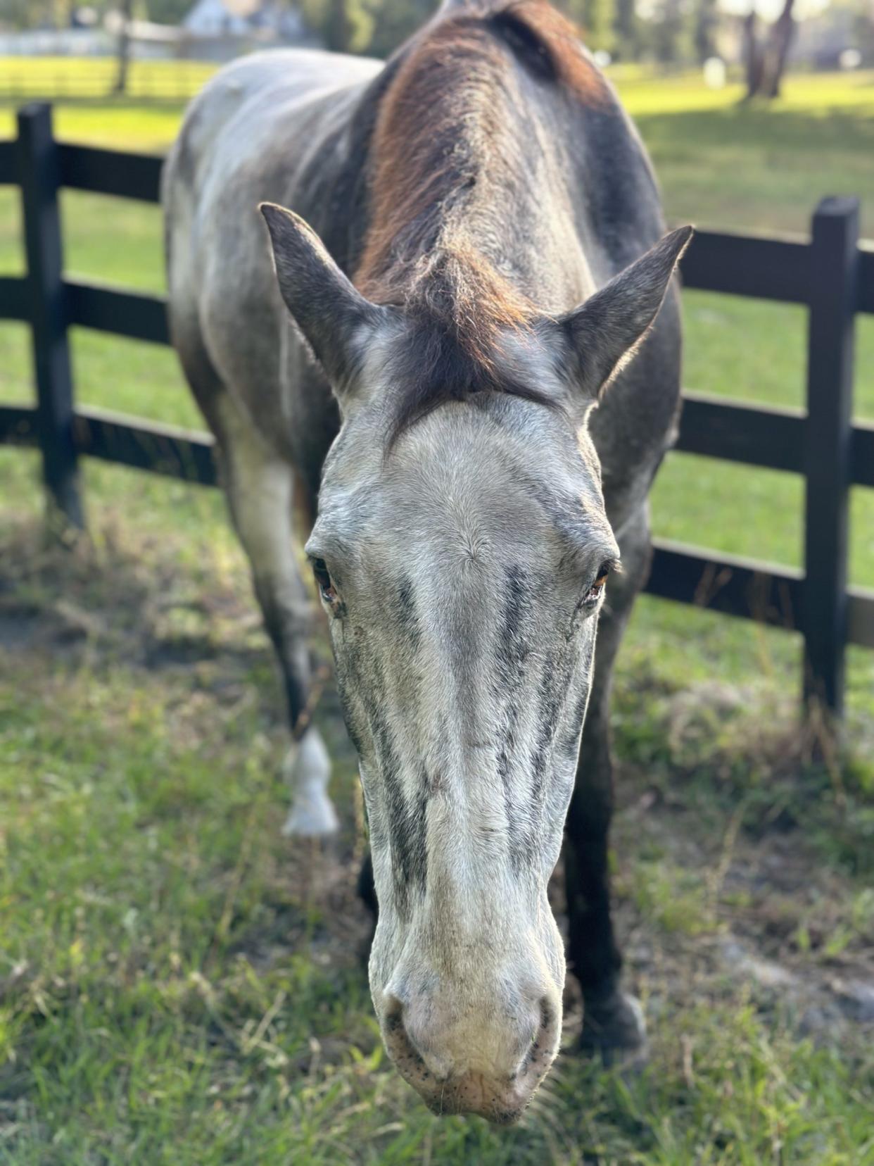 Sparky, a 27-year-old gelding, was found dead in a pasture bleeding heavily from the head. Preliminary reports indicate the horse was shot. But now a deputy says he may have run into a tree.