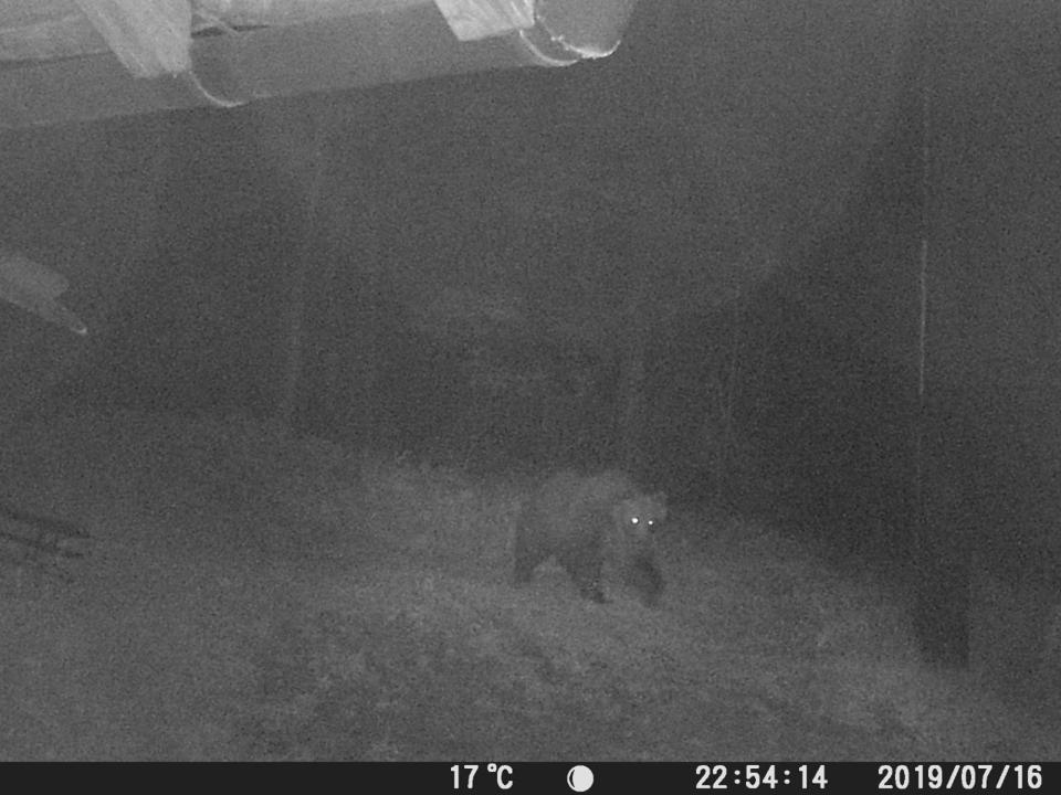 The brown bear has eluded capture for a third day (Autonomous Province of Trento via AP)