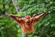 <p>If these orangutans were to disappear, so would several tree species. Their habitat in Sumatra lost due to fire and conversion of forests to oil palm plantations.</p> 