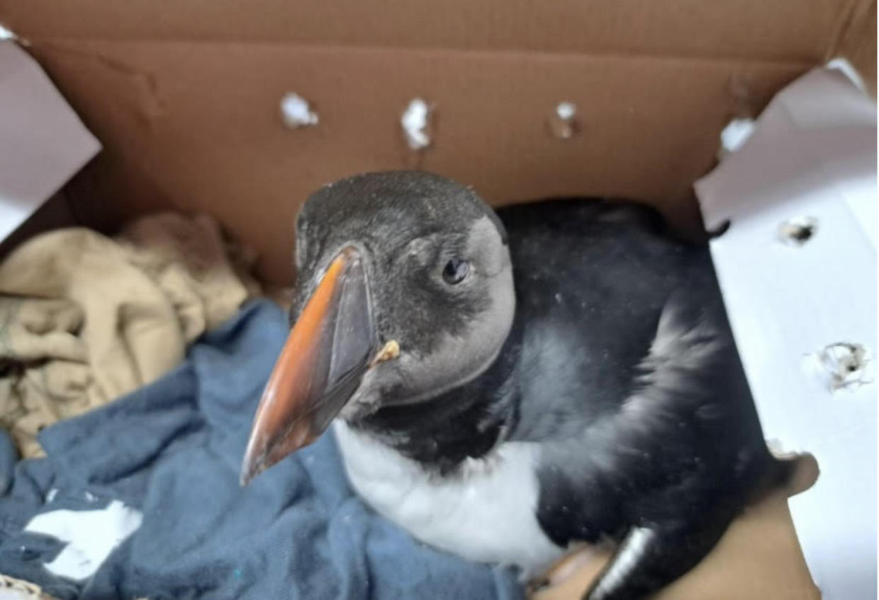 Juvenile puffin gets treatment after being blown ashore by strong winds in N.S.