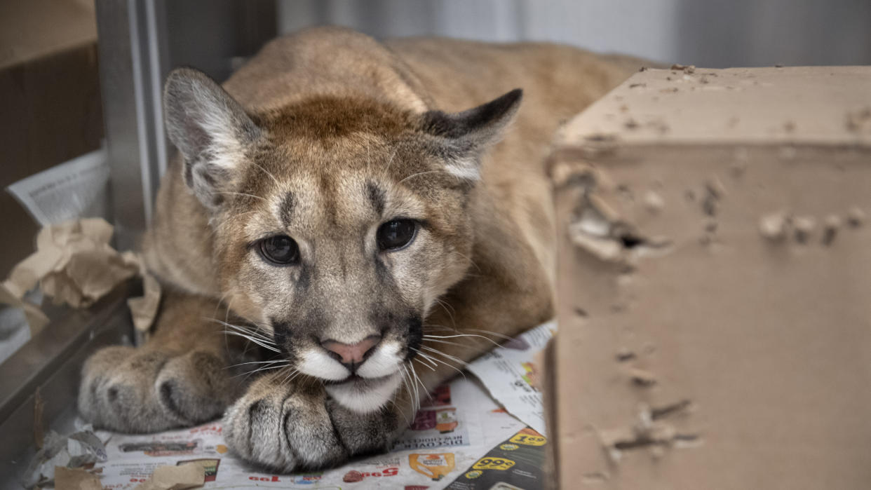 Custodian Captures Mountain Lion in a Classroom