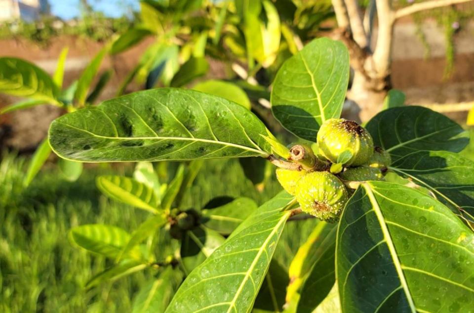 美崙溪下游菁華橋周邊所種植的稜果榕生長現況良好。(花蓮縣政府提供)