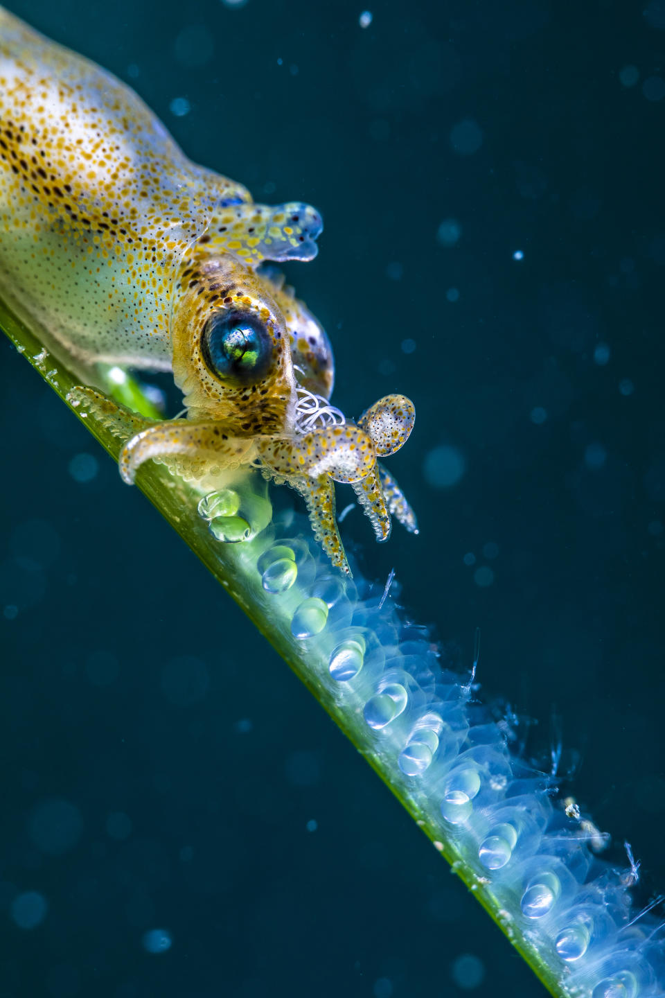 Japanese pygmy cuttlefish spawning