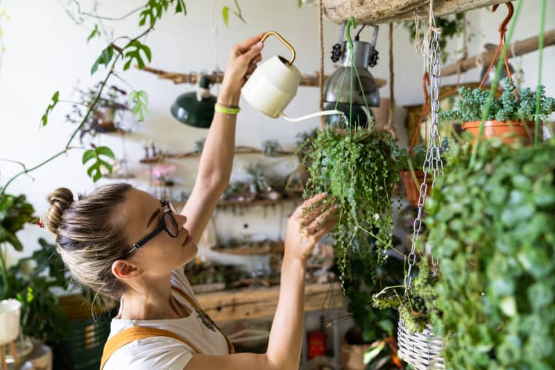 Woman gardener in orange overalls watering potted houseplant in greenhouse surrounded by hanging plants, using white watering can metal. Home gardening, love of plants and care. Small business.