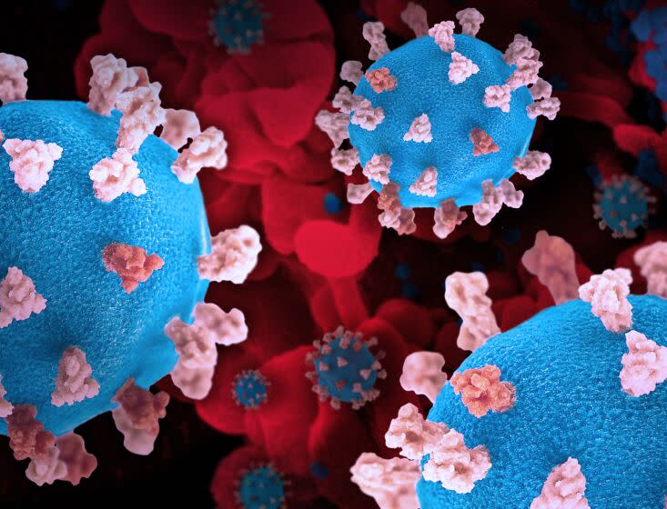 Coronavirus models are seen with a background image of a cell (red) infected with the Omicron strain of the virus (blue).