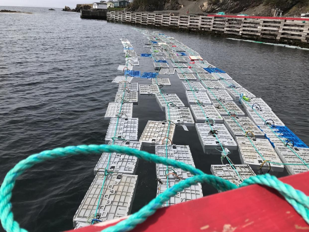 Many seafood buyers in Newfoundland and Labrador store live lobsters in crates like the ones pictured here until it's time to move them to market. Some 8,000 pounds of lobster being stored in the harbour in Hermitage by Ocean Choice International was contaminated by a discharge of oily bilge water from a nearby vessel.  (Terry Roberts/CBC - image credit)