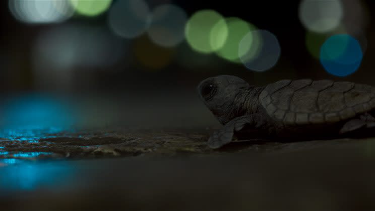 Hawksbill sea turtle hatchlings, disoriented by city lights, make their way into beachside towns