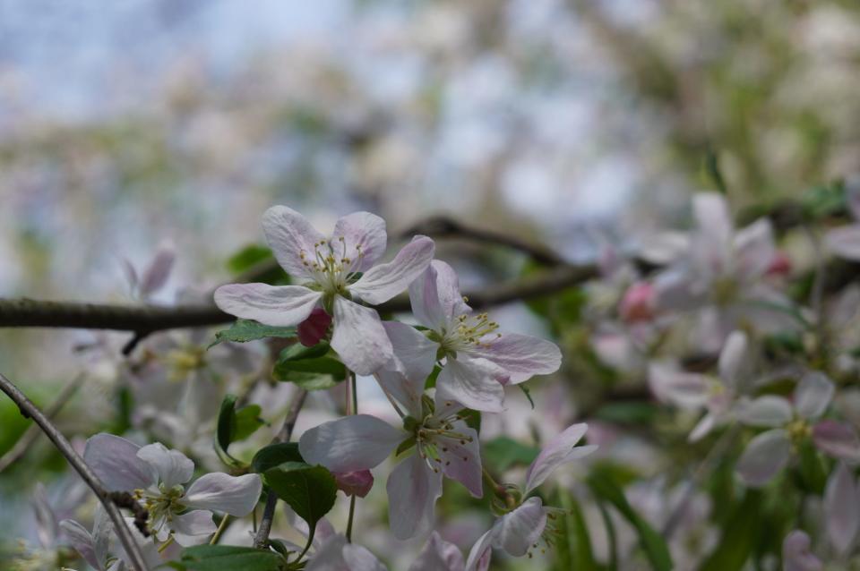 “Louisa” crab apple this past weekend in Jim Chatfield's yard.