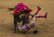 <p>Matador Antonio Nazare is tossed by a Los Chospes ranch fighting bull during a bullfight at Las Ventas bullring in Madrid, May 20, 2014. (AP Photo/Andres Kudacki) </p>