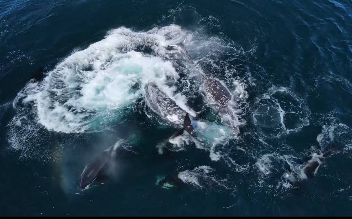Ballenas grises se enfrentan a 30 orcas en un espectacular video grabado con un dron frente a la costa de California. (Foto: El nuevo Herald)